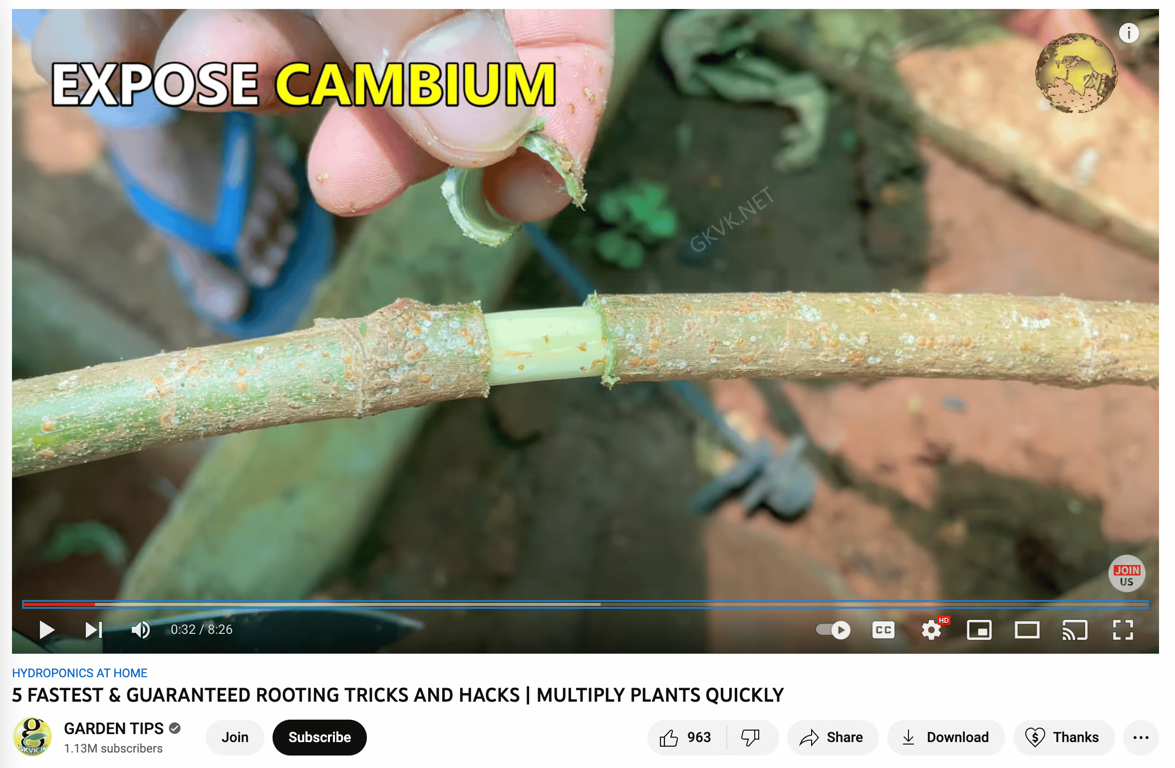 Vídeo del canal de Horticultura en YouTube que muestra cómo exponer el cámbium